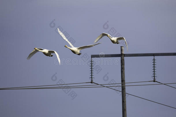 呐喊者天鹅飞行的越过电力电缆塔