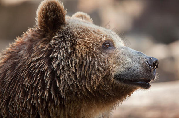 欧亚的棕色的熊熊属大小熊星座统称大小熊星座统称