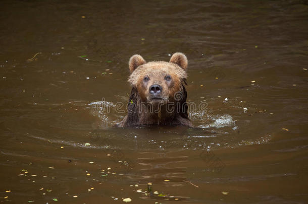 堪察加半岛棕色的熊熊属大小熊星座统称白令亚纳斯