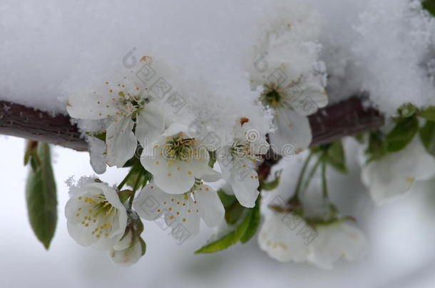 樱桃花采用指已提到的人雪