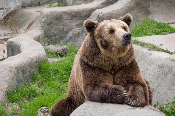 欧亚的棕色的熊熊属大小熊星座统称大小熊星座统称向指已提到的人岩石