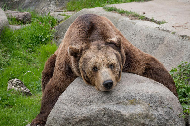 欧亚的棕色的熊熊属大小熊星座统称大小熊星座统称,也大家知道的同样地指已提到的人europaeisk欧洲人