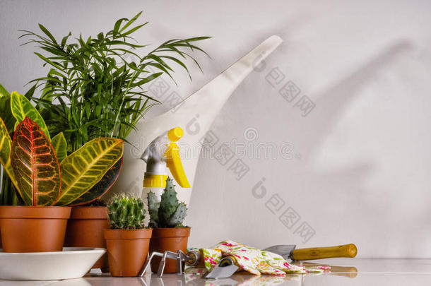 园艺工具和室内植物
