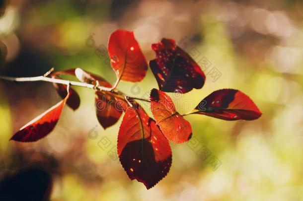 野樱<strong>梅树</strong>红色的树叶