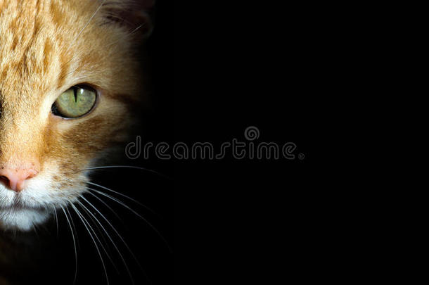 <strong>凶猛</strong>的姜猫凝视进入中照相机从黑的背景