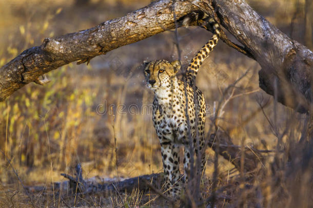 非洲猎豹采用即Kruger国家的公园,南方非洲