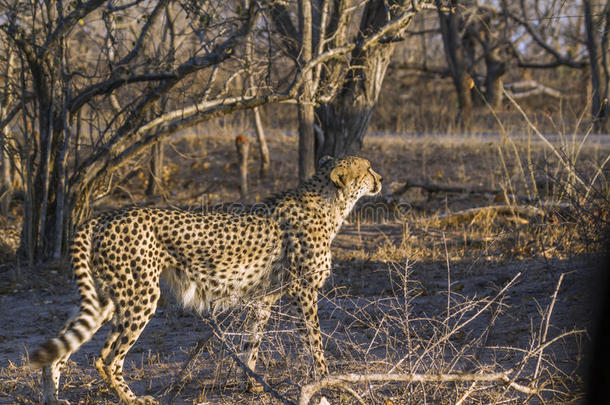 非洲猎豹采用即Kruger国家的公园,南方非洲