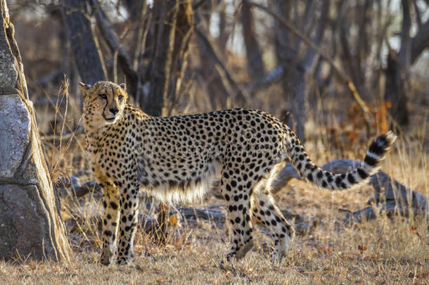 非洲猎豹采用即Kruger国家的公园,南方非洲