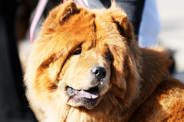 原产地中国的狗-原产地中国的狗肖像