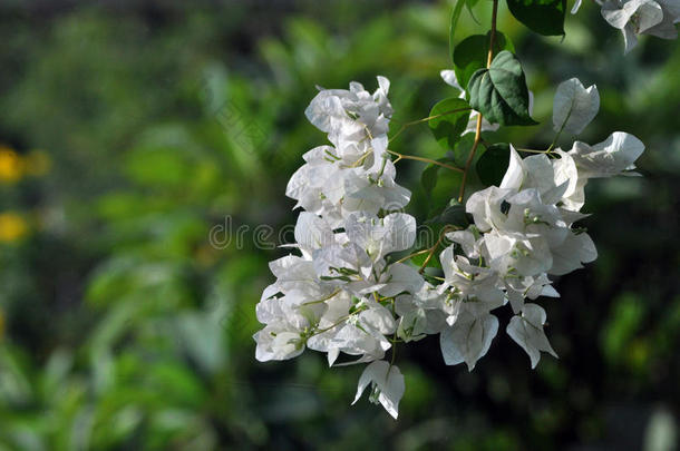 白色的叶子花属