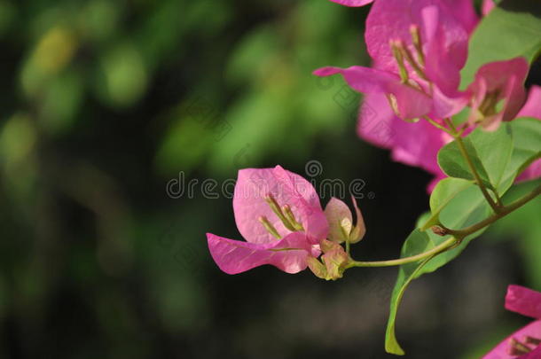 粉红色的叶子花属