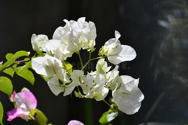 白色的叶子花属