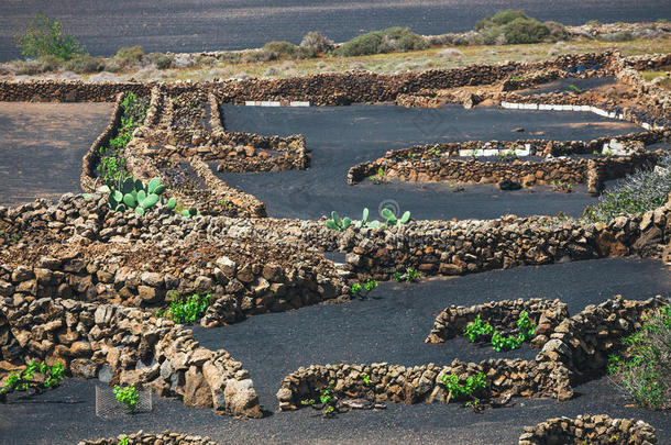 葡萄园关于LaoPeople'sRepublic老挝<strong>人民</strong>共和国格里亚向火山的泥土,LaoPeople'sRepublic老挝<strong>人民</strong>