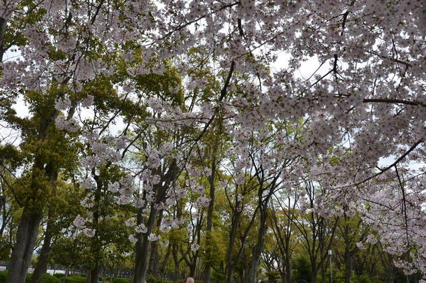 樱花在游戏大阪黑色亮漆