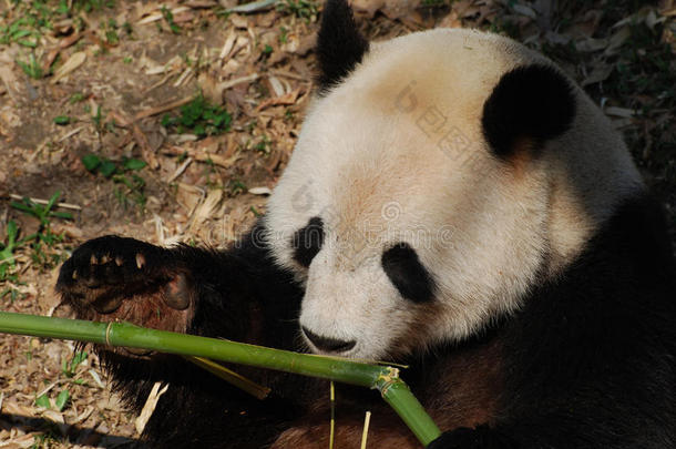 美丽的关在上面射手关于巨人<strong>熊猫吃竹子</strong>