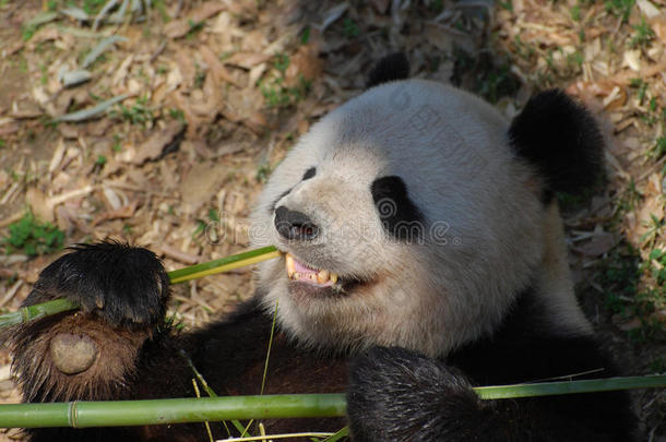 熊猫熊展映他的牙同样地他用力咀嚼向竹子