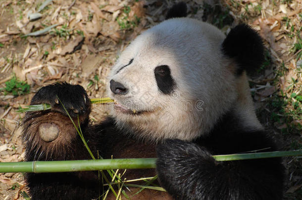 熊猫熊抓住竹子采用他的爪子