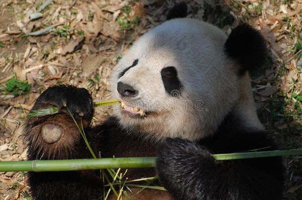 漂亮的<strong>熊猫</strong>熊和很敏锐的牙<strong>吃竹子</strong>