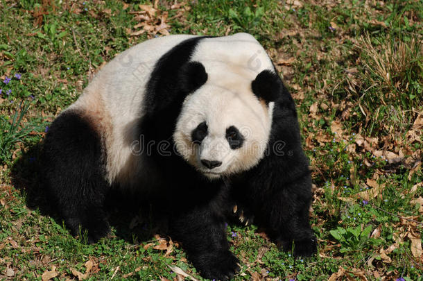 美丽的巨人熊猫熊一次采用一Gr一ss田