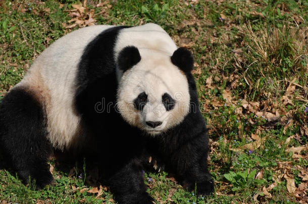 美丽的巨人熊猫熊一次采用长满草的地区