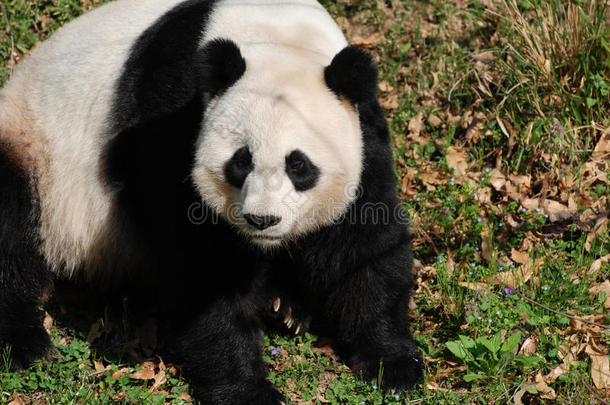 完美的巨人熊猫熊一次向他的臀部