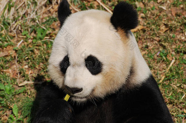 熊猫熊吃det.一些很好吃的竹子1幼苗