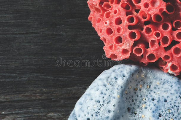 红色的和蓝色珊瑚珊瑚向黑的背景