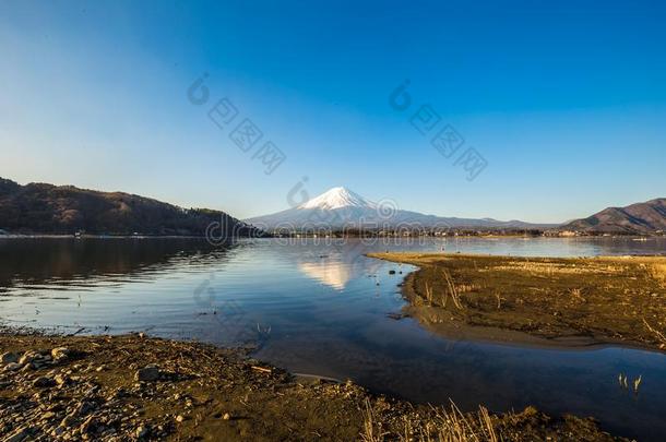 山紫藤和湖河口湖和黄色的草