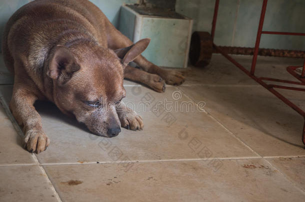 悲哀的狗睡向地面,小型的宾切