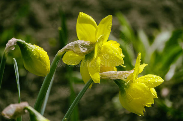 落下关于<strong>水珠</strong>向葱翠的,黄色的,水仙花花.