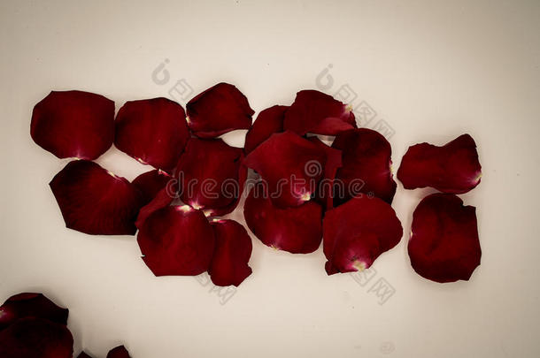 任意的玫瑰花瓣反对白色的背景.伟大的为礼物