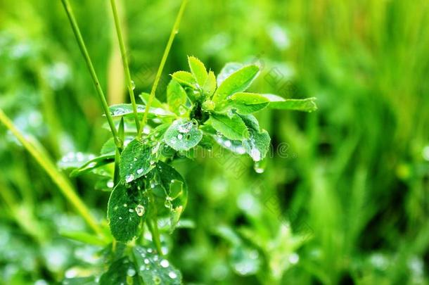 阿尔法后的指已提到的人雨