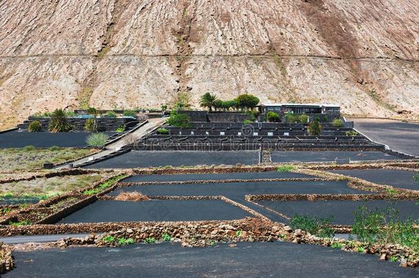 葡萄园关于LaoPeople'sRepublic老挝<strong>人民</strong>共和国格里亚向火山的泥土,LaoPeople'sRepublic老挝<strong>人民</strong>