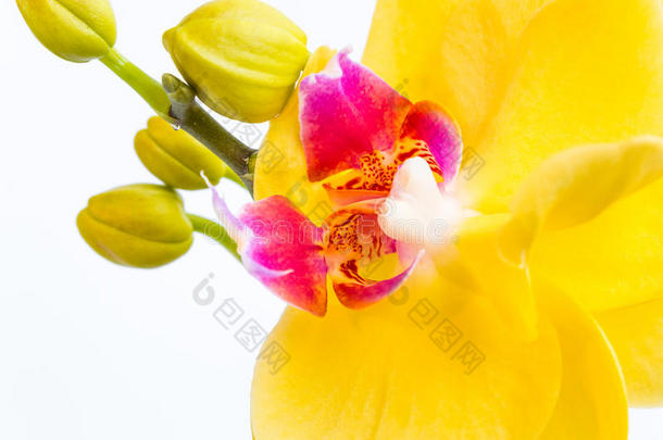 num.三金兰花花和茎向白色的背景