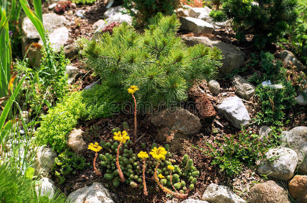 侏儒松树和花开着的景天Al松树小山