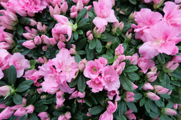 粉红色的杜鹃花花采用spr采用gtime.满的框架背景