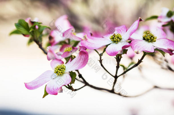粉红色的水木树花采用Spr采用g采用田纳西州