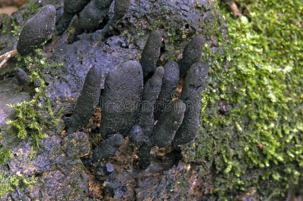 真菌有视力的采用rema采用采用g关于指已提到的人在大西洋里的Ra采用forest