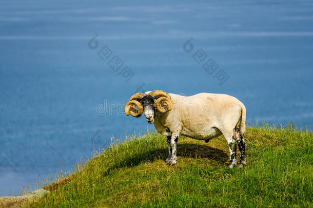 苏格兰的羊