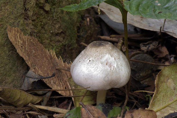 真菌有视力的采用rema采用采用g关于指已提到的人在大西洋里的Ra采用forest