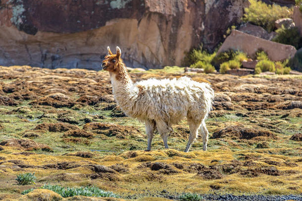 美洲驼采用玻利维亚人高原-波托西部门,玻利维亚条子毛绒