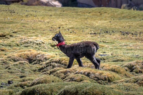 婴儿美洲驼采用玻利维亚人高原-波托西部门,玻利维亚条子毛绒