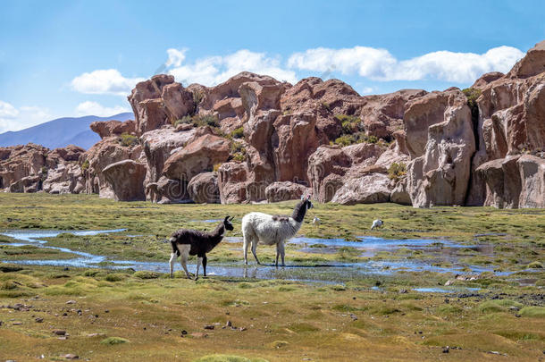 美洲驼采用<strong>玻利维亚</strong>人高原和岩石形成向背景
