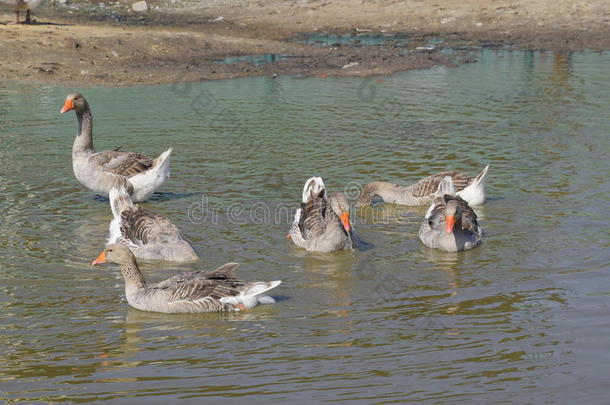 指已提到的人灰色鹅是（be的三单形式家庭的.自家制的灰色鹅.自家制的goose的复数形式