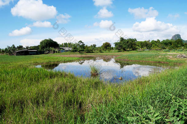 风景关于种植植物作物和水产业自然的鱼池塘