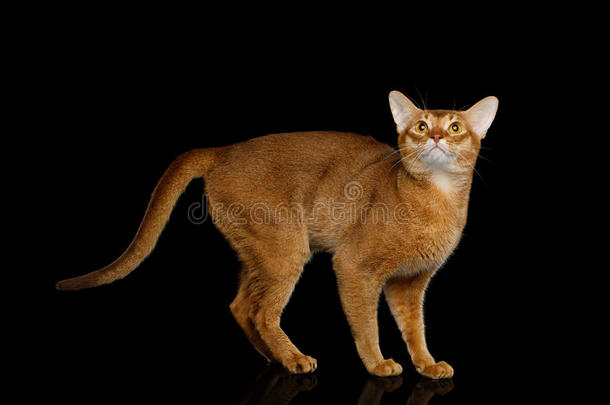 纯血统的阿比西尼亚人猫隔离的向黑的背景