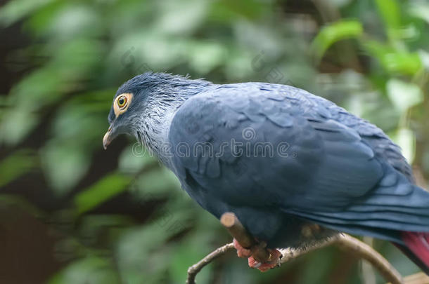 马达加斯加的蓝色鸽子采用沃尔斯罗德鸟公园.电子琴马达加