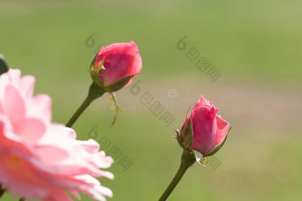 粉红色的<strong>蔷薇花</strong>蕾