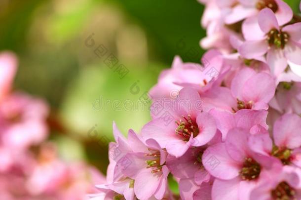 特写镜头关于美丽的粉红色的伯格尼亚科迪福利亚花