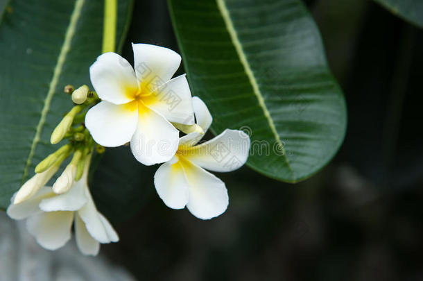 白色的<strong>梅花</strong>或鸡蛋花.甜的香味从白色的<strong>梅花</strong>flores花